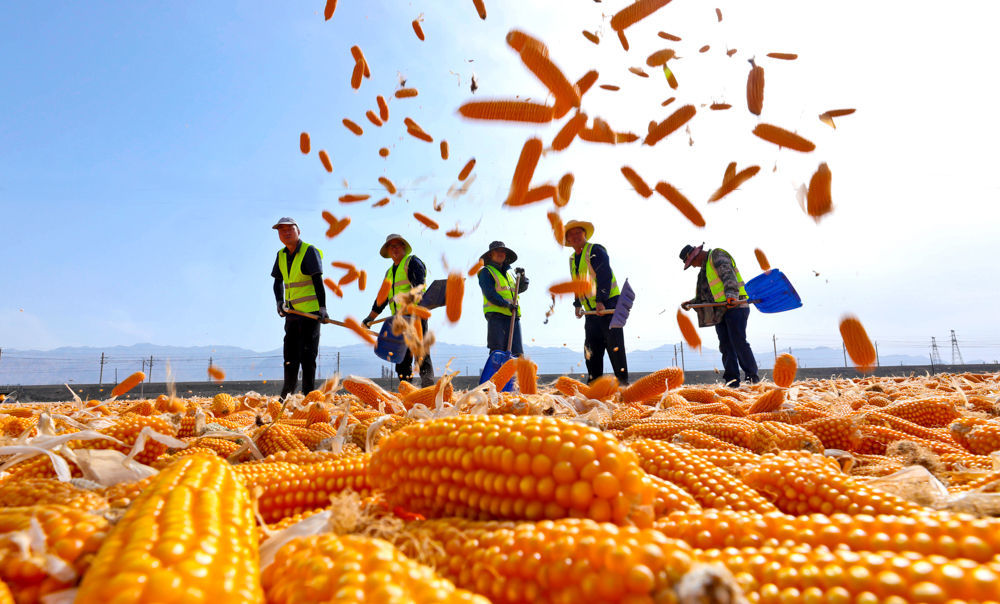 ↑2025年9月11日，工人在甘肃省张掖市高台县南华工业园区翻晒制种玉米。（无人机照片）CICPHOTO/王将 摄