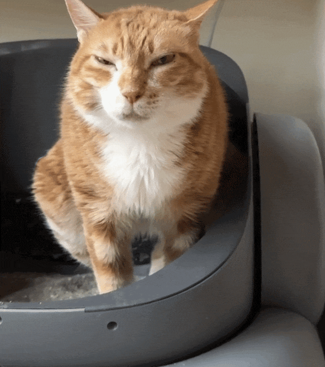 大橘蹲在盆里努力拉屎,表情用力,看着超级销魂哈哈哈哈