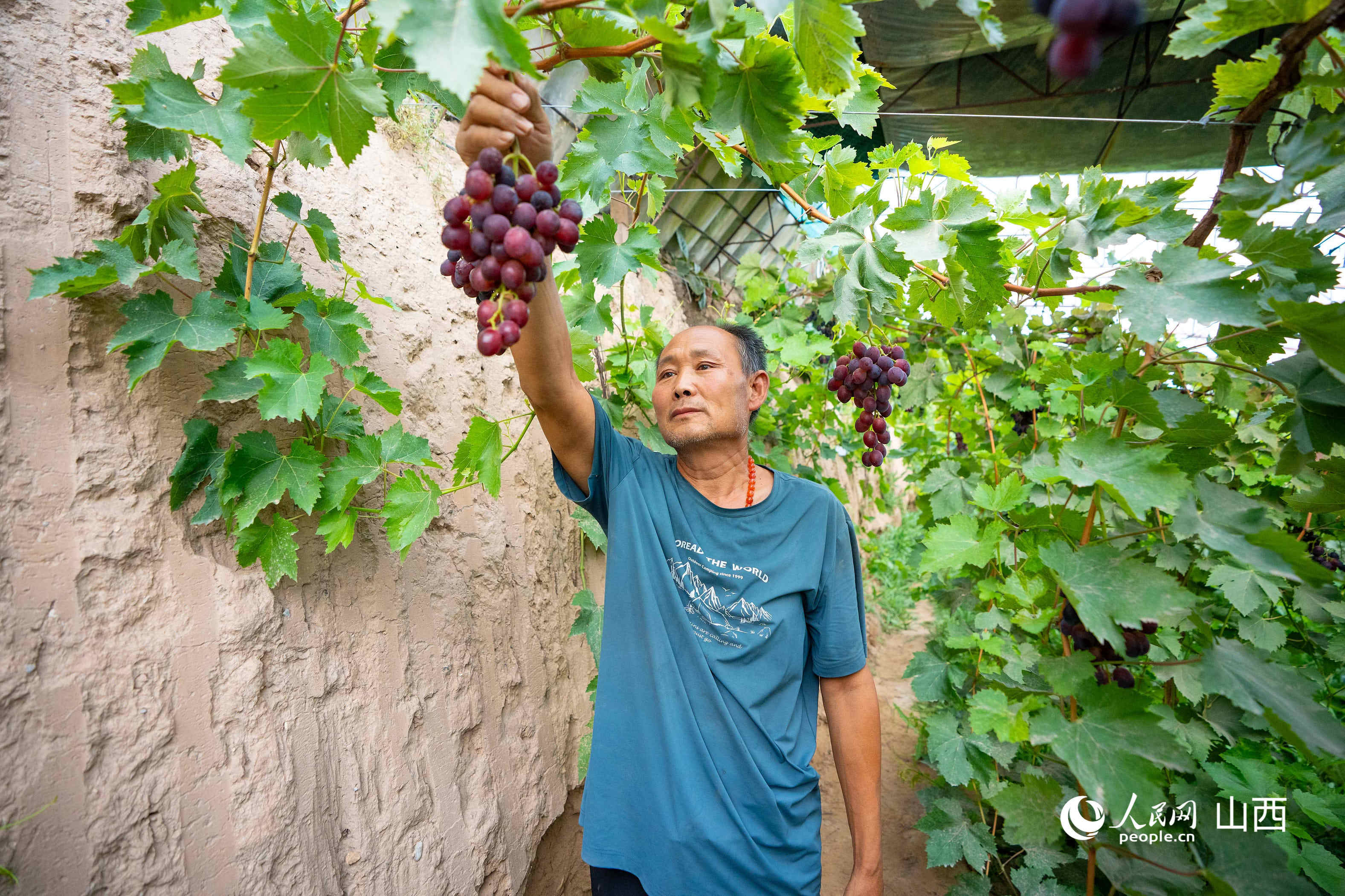 唐家会积极鼓励、引导村民发展大棚种植。人民网 张超宁摄