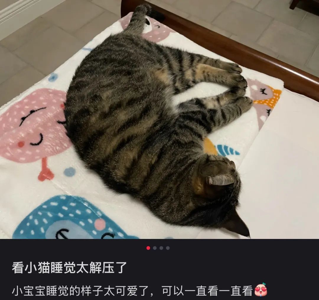 〓 图源：小红书用户@秋天的菠菜