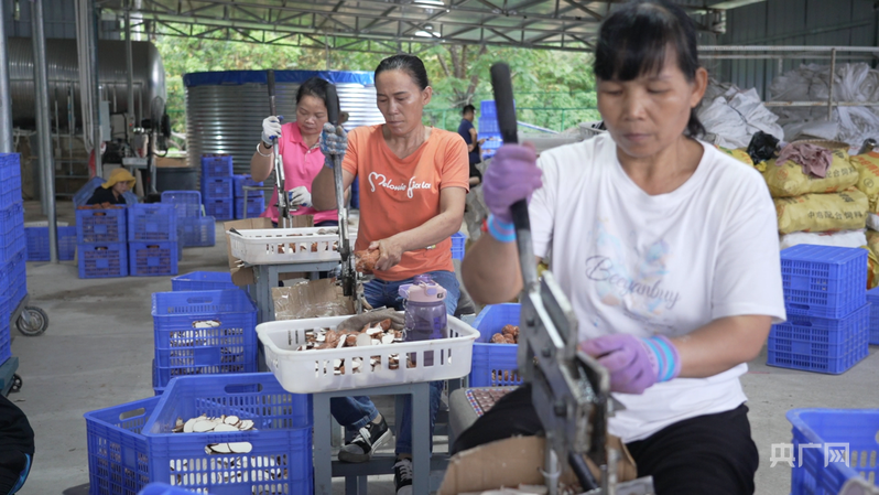 村民在加工车间将虎乳灵芝切片（央广网记者 付美斌 摄）