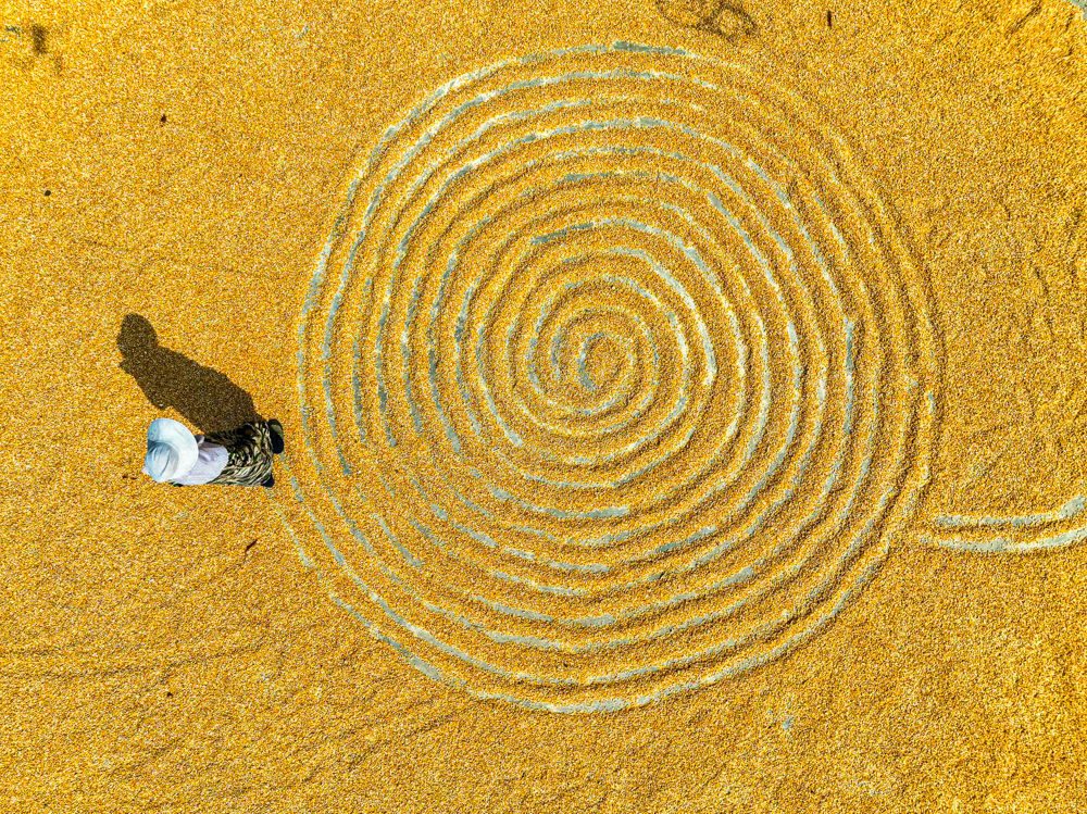 ↑2025年9月4日，农民在贵州省黔西市太来彝族苗族乡硐口村晾晒玉米。（无人机照片）CICPHOTO/周训超 摄