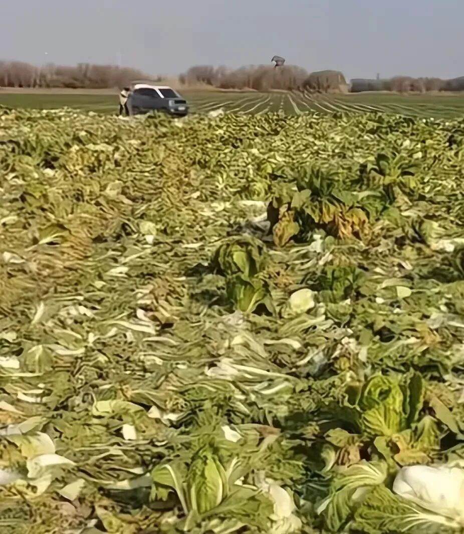 菜地采摘现场。图片来源:潇湘晨报
