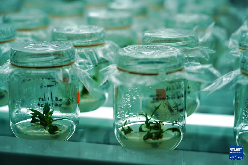 这是2月17日在斯里兰卡霍拉纳的项目实验室里拍摄的菠萝组培瓶苗。新华社记者 伍岳 摄