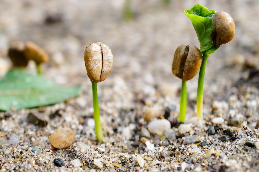 1月8日，在云南省普洱市思茅区白沙坡咖啡试验示范基地拍摄的发芽的咖啡种子。新华社记者 孙瑞博 摄