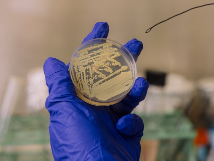 ▲在航天器洁净室发现的凤凰特氏球菌