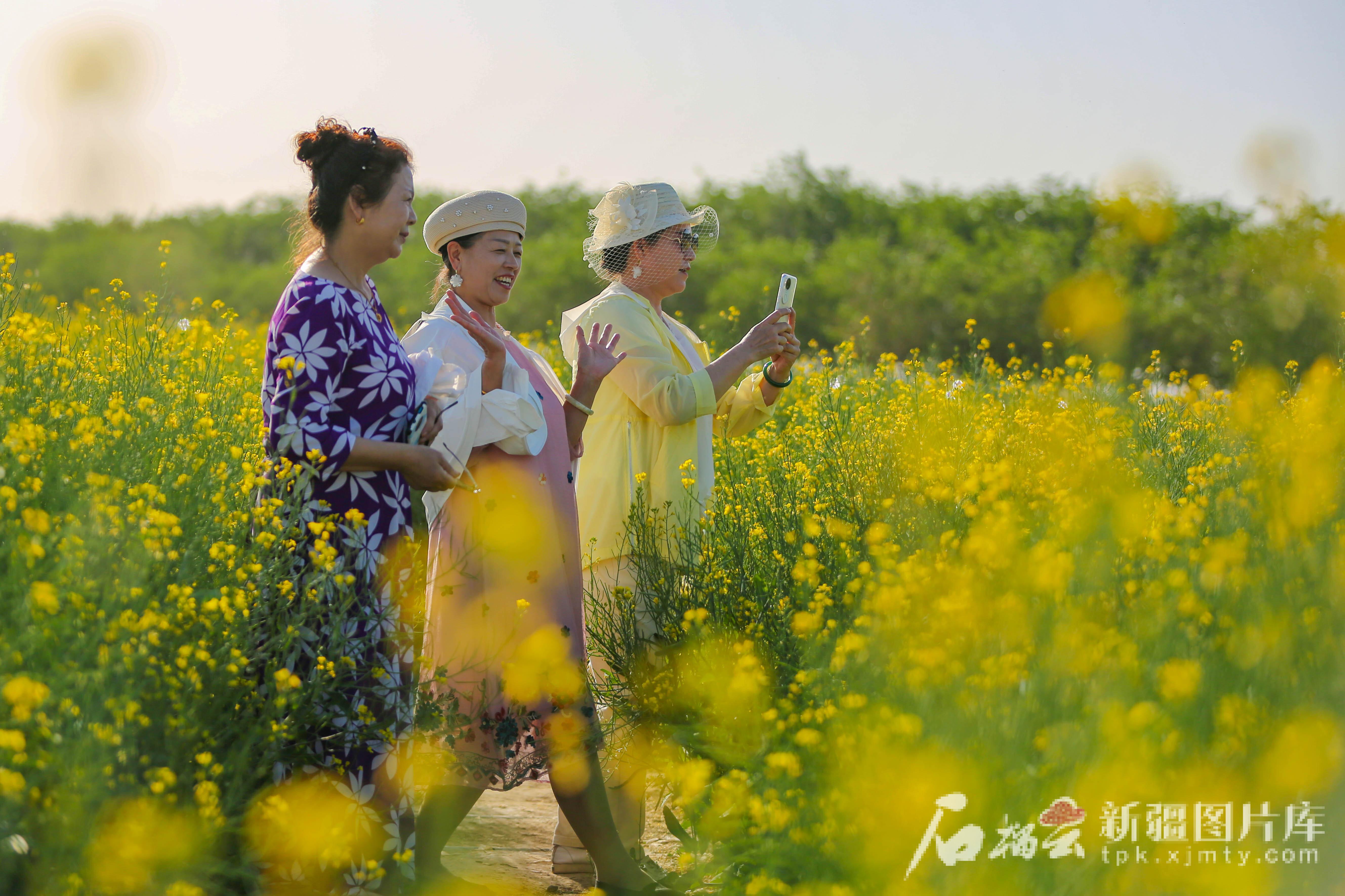 5月9日，游客在昌吉市六工镇十三户村千亩油菜花田景区游玩。