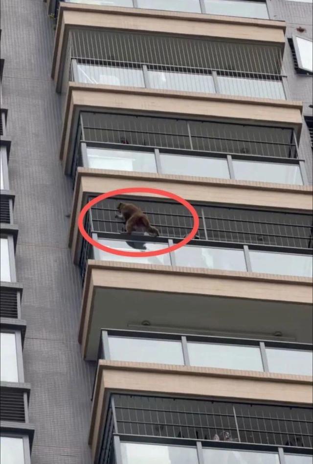 頑皮的“猴哥”在飛檐走壁。視頻截圖