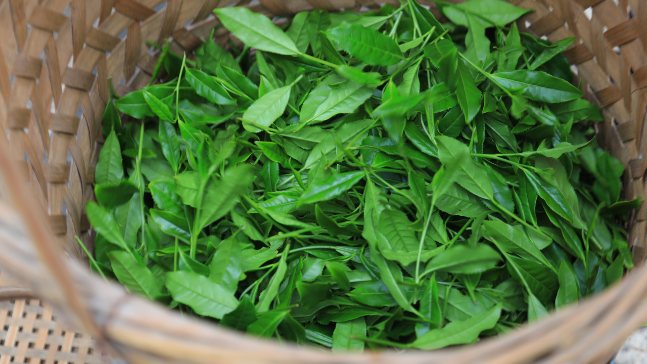 岩茶新品种 玉琼茶 潮新闻记者 朱骅超摄