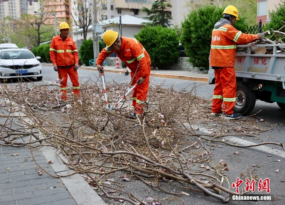 4月12日，北京丰台区园林绿化工人清理被风吹断的树枝。当日，北京大风橙色预警信号持续生效，6时至22时为风力最强时段。中新社记者 易海菲 摄