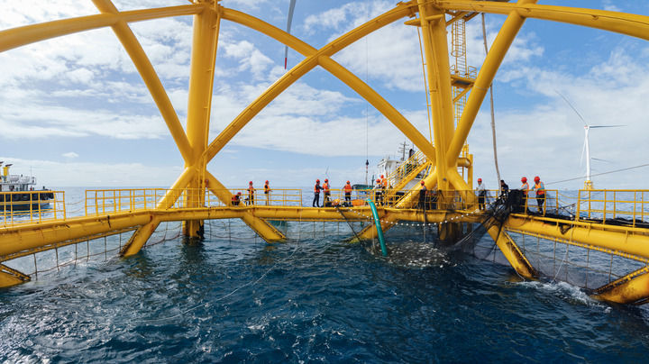 图为位于广东阳江我国自主研发的风渔一体化智能装备“明渔一号”迎来首批渔获。受访企业供图