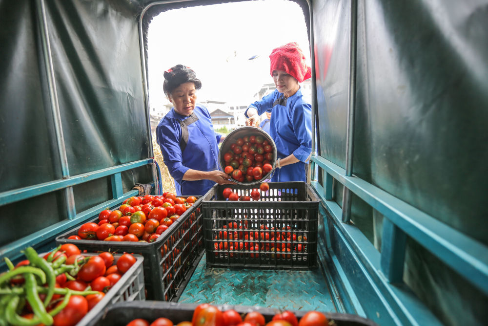 ↑6月26日,月寨村村民从自家菜园采摘西红柿后装车,准备送到忠诚镇的后勤伙食保障点。