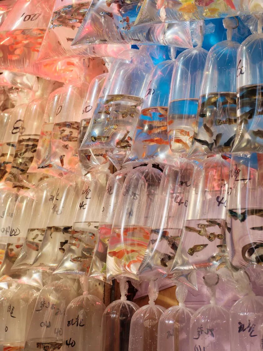 中画幅的街头革命:富士GFX100RF香港漫游