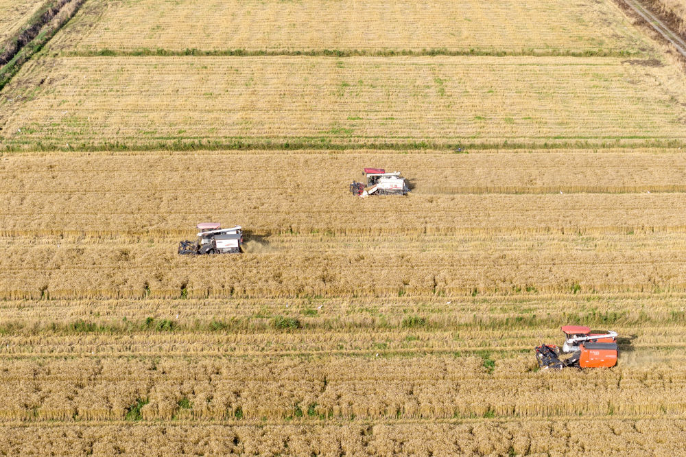 浙江宁波余姚市临山镇小麦机收场景。（张辉 摄）