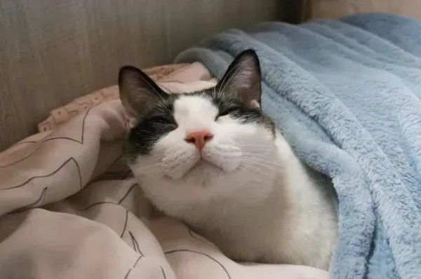 ▲起床!連假「貓咪鬧鐘」準時叫人 吵醒奴才自己回去重睡。(圖/Threads@double__11_11提供,請勿隨意翻拍,以免侵權。)