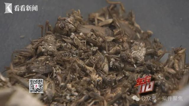 上海警方通报：黄某（女，00后）被抓获！来沪2个多月，衣食住行全靠白嫖，详情公布