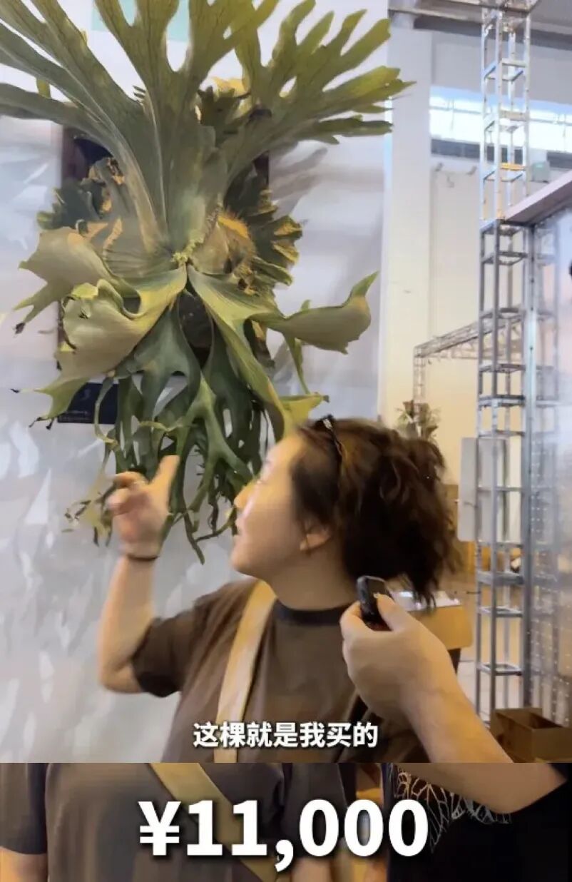 〓图源bilibili用户@图什么克