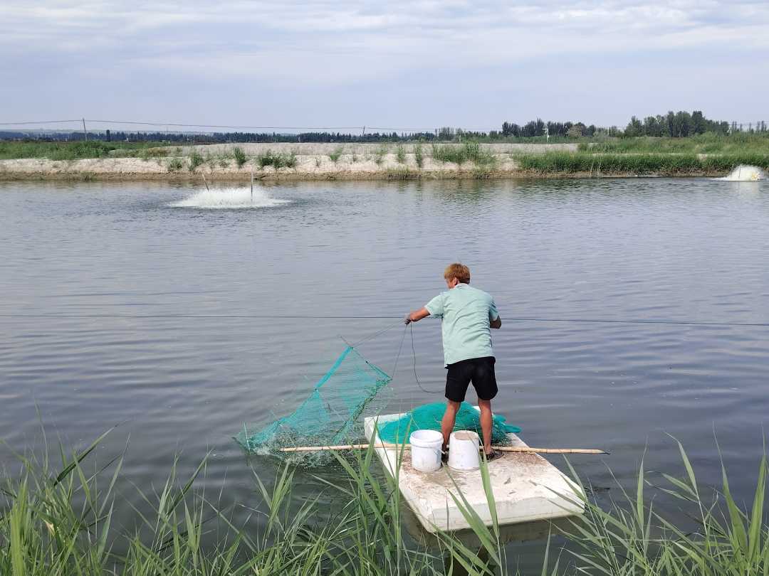 库勒特克其村特色水产养殖基地内,村民正在收网捞虾。刘沛恺摄