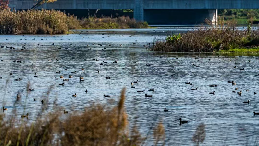 ▲兴隆湖良好的生态环境