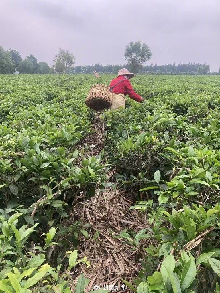 覃金華曾經(jīng)工作過(guò)的茶園(受訪者供圖)