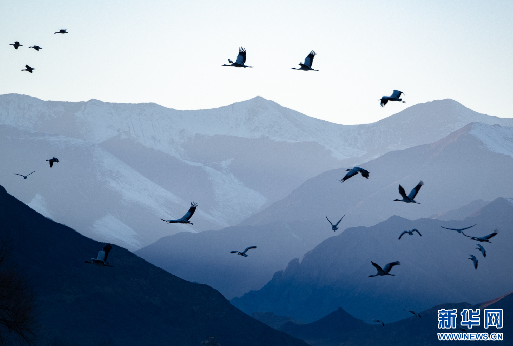 这是11月26日在西藏拉萨市林周县境内拍摄的候鸟。新华网 旦增努布 摄