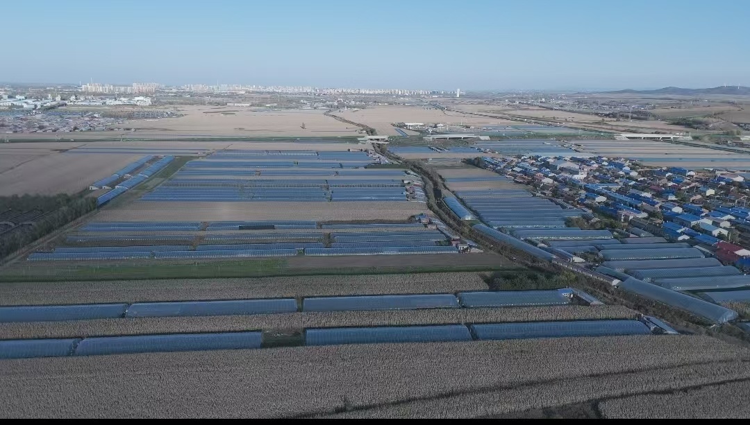 佳木斯市郊区出口蔬菜基地（佳木斯市郊区融媒体中心供图）