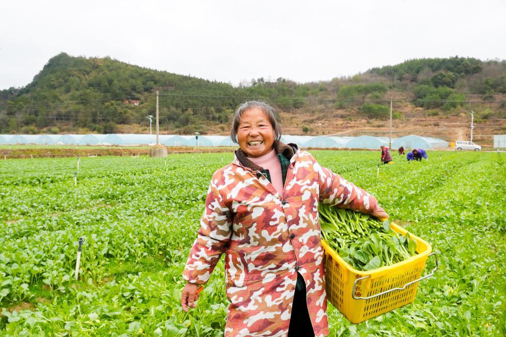 农民在湖南省永州市新田县东升农场采收菜心。新华社发（刘贵雄摄）