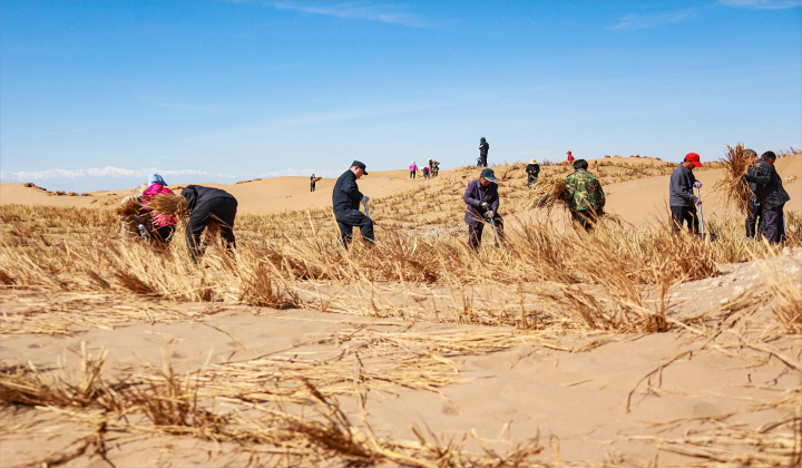 党员干部带领群众治沙
