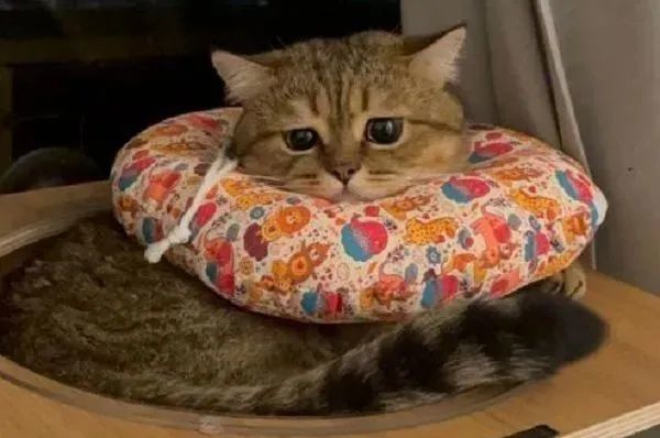 ▲主子戴頭套生無可戀 變「憂鬱小貓」哀怨臉委屈巴巴。(圖/Threads@seven.hu_提供,請勿隨意翻拍,以免侵權。)