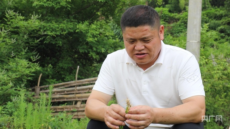 郑春模仔细观察梯田秧苗生长情况(央广网记者 王一凡 摄)