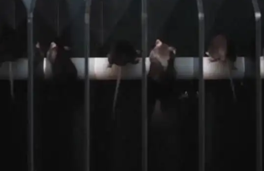 经过魔鬼筛选,300的“天选之鼠”