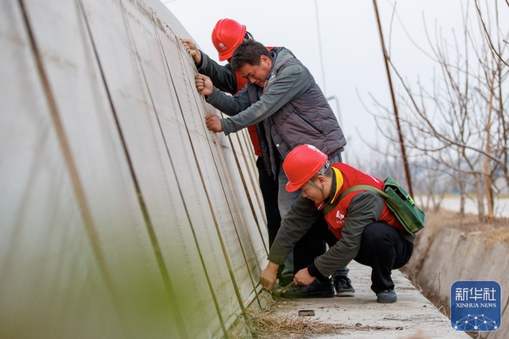 ↑ 12月10日,在河南省商丘市睢县周堂镇齐庄村有机蔬菜种植基地内,国网河南省电力公司睢县供电公司“电力雷锋”志愿服务队志愿者帮助菜农加固蔬菜大棚。新华社发(徐泽源摄)