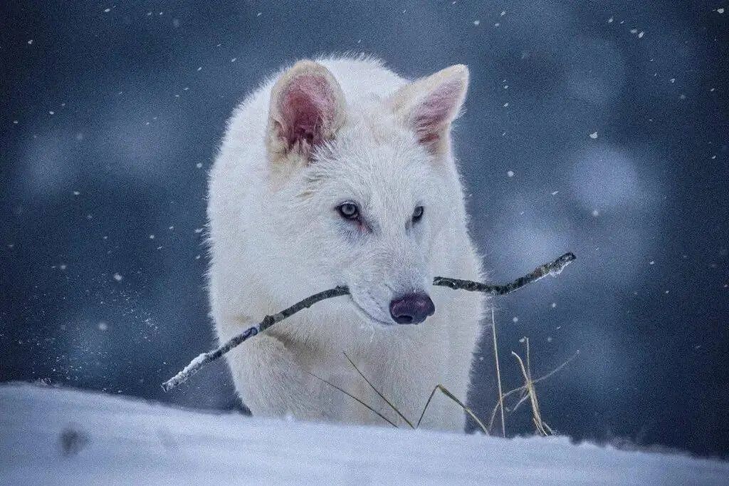 《权游》中灭绝一万年的冰原狼被复活,但我不觉得这是好事