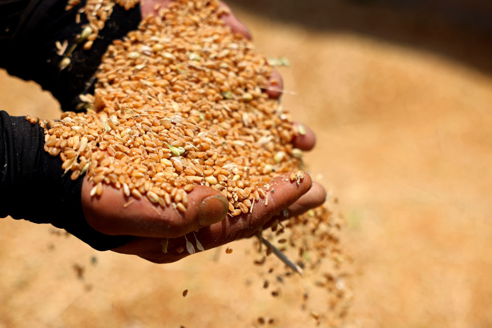 5月25日，在山东省枣庄市市中区税郭镇沙沟村麦田，农民展示刚刚收获的小麦。新华社发（孙中喆摄）