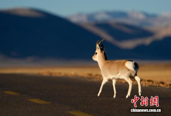 中新社记者 李林 摄