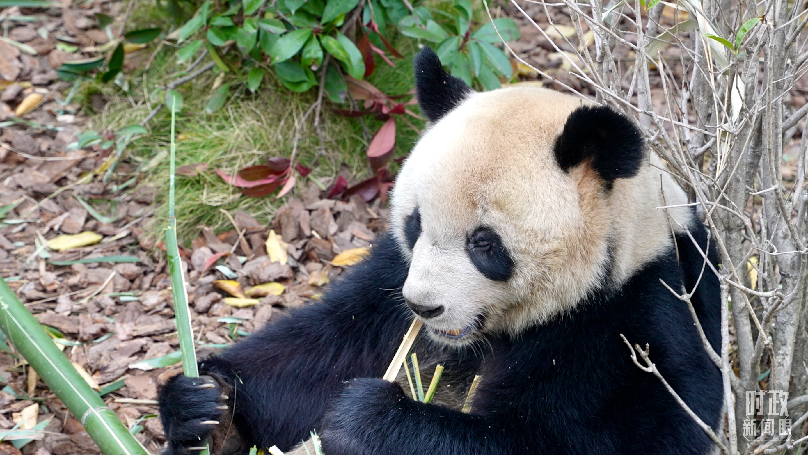 △“圆梦”是首只出生在法国的大熊猫。(总台央视记者卢心雨拍摄)