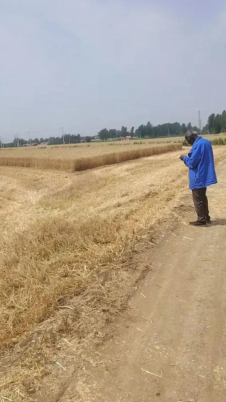 安国勇在地里收麦子