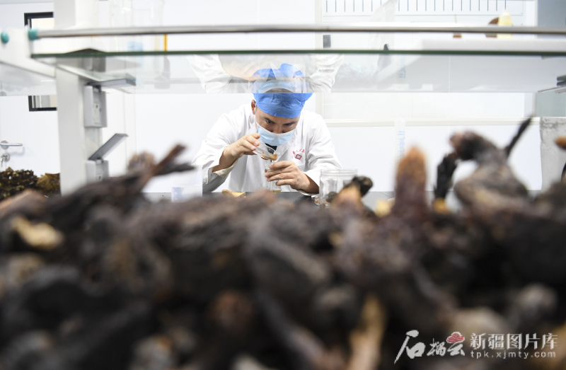 6月12日，技术人员在化验大芸的成分。