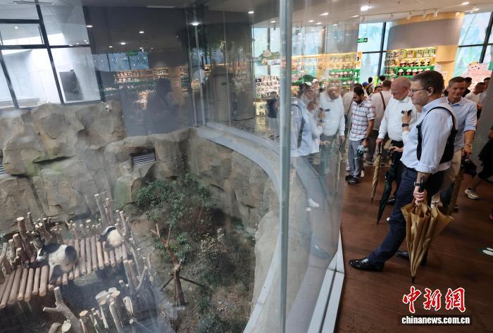 8月7日,部分来蓉参加成都世运会相关活动的驻华使节和领馆官员来到成都大熊猫繁育研究基地参观。 中新社记者 王磊 摄