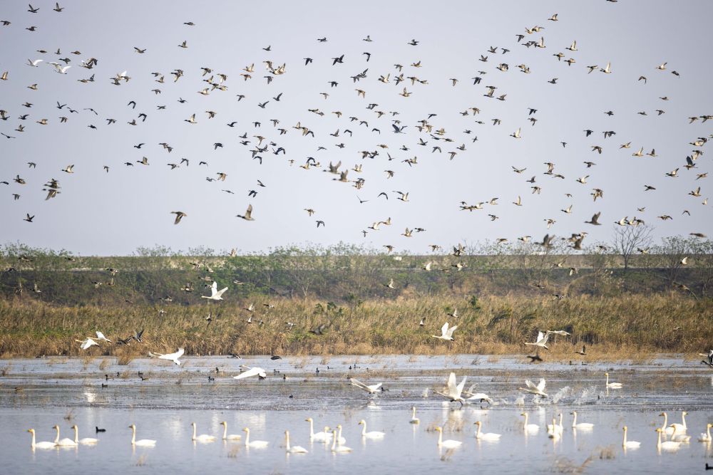 2024年11月12日在上海崇明东滩鸟类国家级自然保护区拍摄的候鸟。新华社记者 王翔 摄