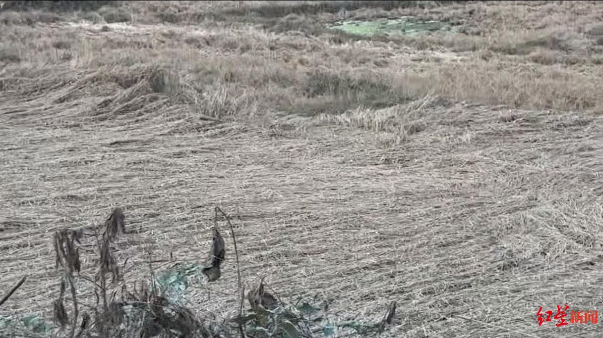 ▲水稻被淹后,贴着地面 图据受访者