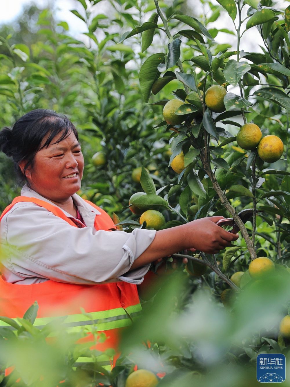 ↑ 10&#2637630日，小湾东镇居民在合作社的果园里劳作。