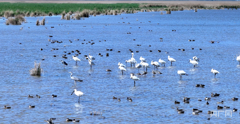 成群的鸟类在湿地水面上嬉戏(央广网见习记者 张润 摄)