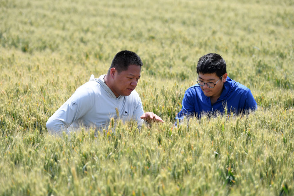 这是农户和农业技术员在山西运城永济市虞乡镇的麦田里查看小麦生长情况(5月21日摄)。新华社发(薛俊摄)