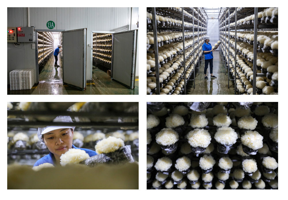 菇农在福建天天源生物科技有限公司智能菇房查看银耳长势。新华社发
