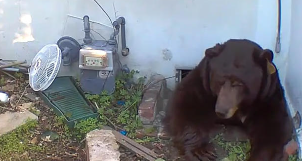 ▲这只熊让约翰逊的生活乱成了一团