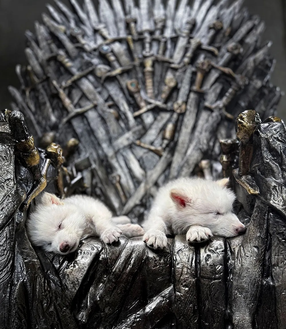 《权游》中灭绝一万年的冰原狼被复活,但我不觉得这是好事