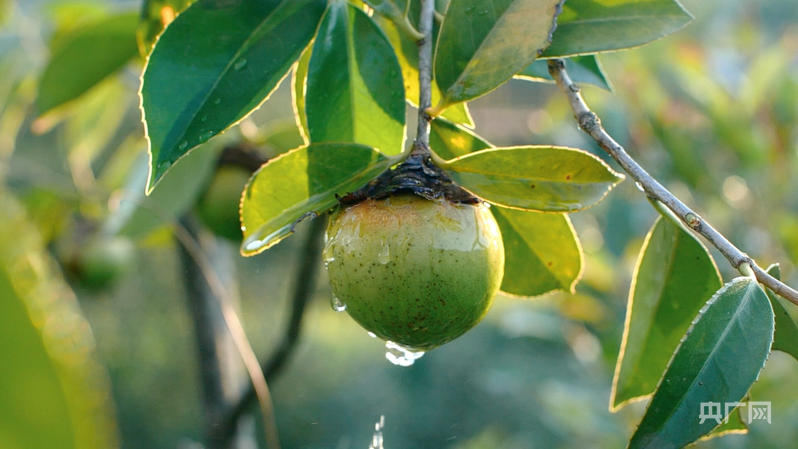 树上的油茶果（央广网记者 付美斌 摄）