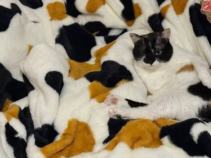 猫奴们有找到猫猫吗?