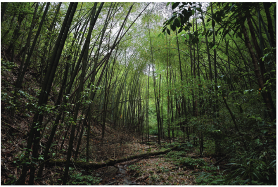 ▲魏氏纤树蛙生活环境